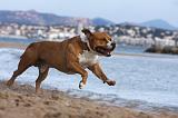 AMSTAFF ADULT 205